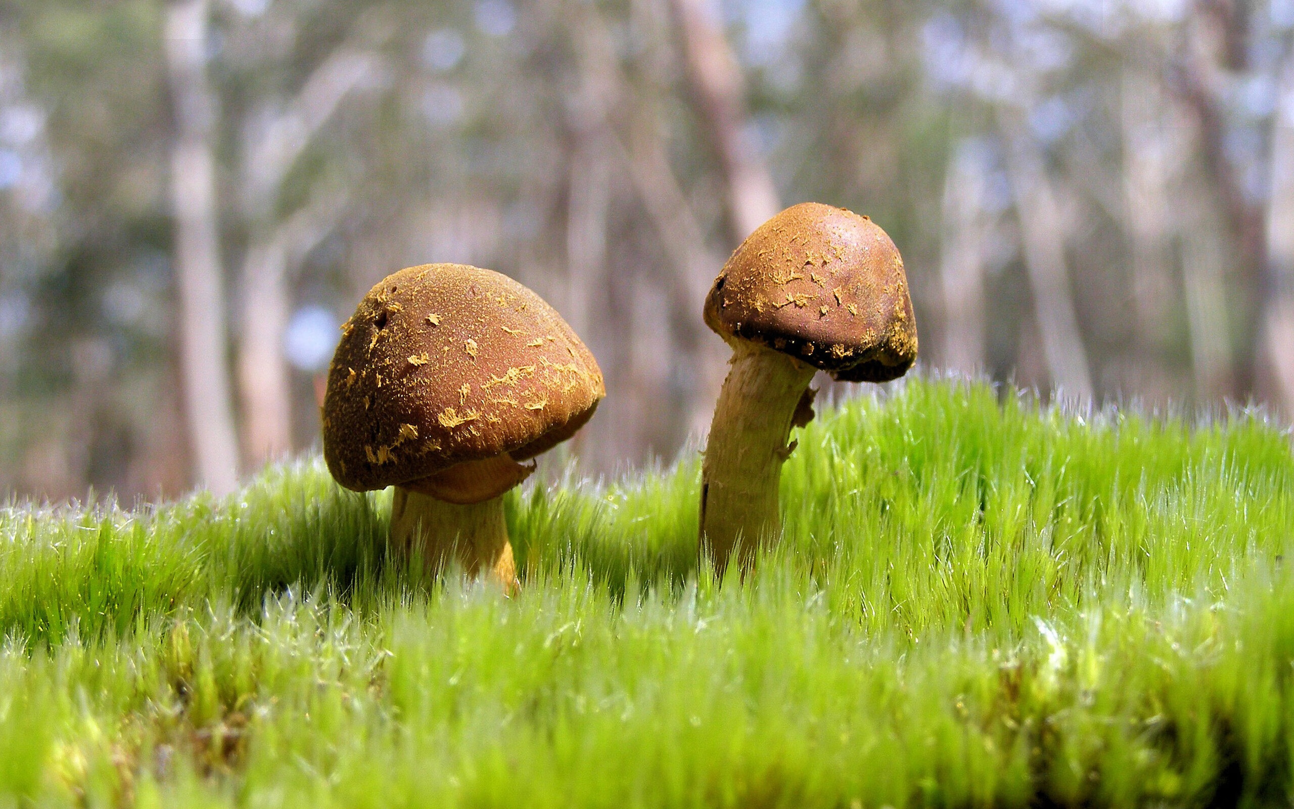 战术“奇兵再现”：制胜比赛的关键策略，战术奇袭