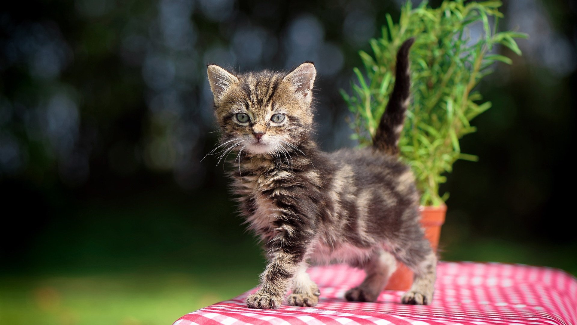 老将发光发热，奇才续写胜利篇章