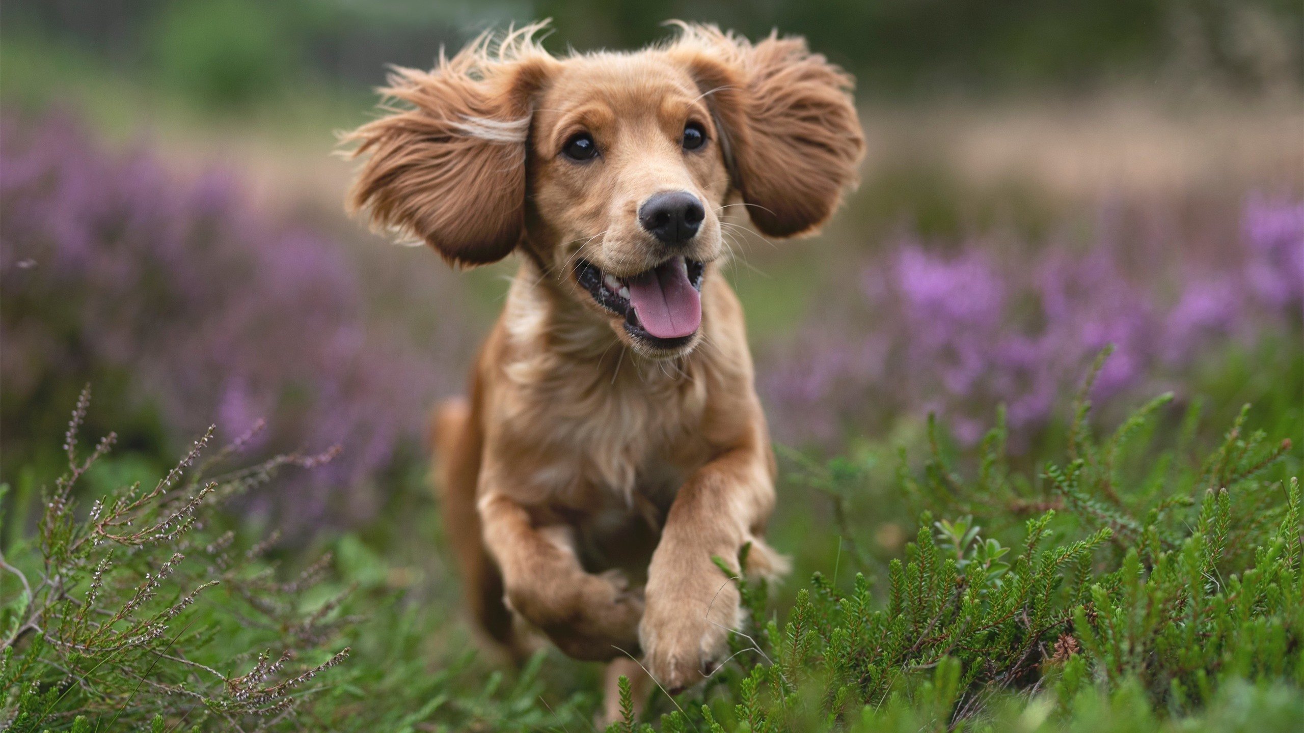 多特蒙德主场2-1逆转美因茨，艰难取胜，多特蒙德对美因茨聚胜顽球汇