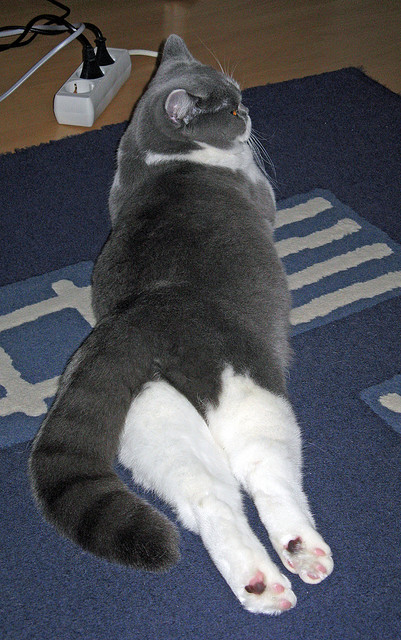 帕科姆·达迪耶在NBA常规赛中获得上场机会，帕迪达尔