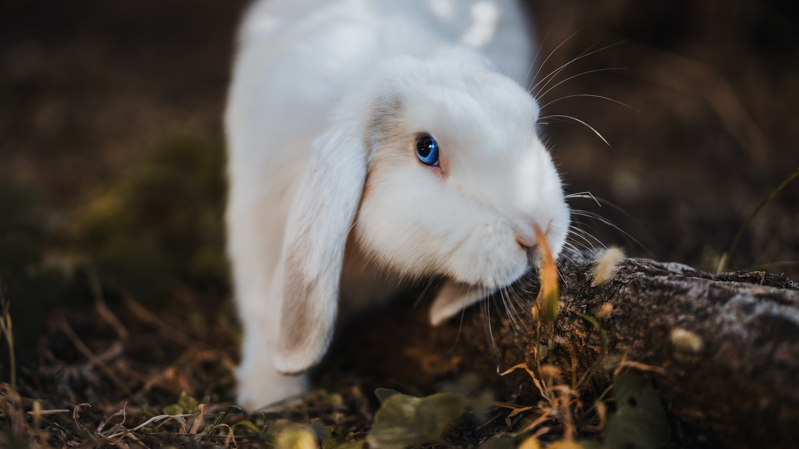 美洲球队策划慈善晚宴，助力社会公益事业，美洲足球队
