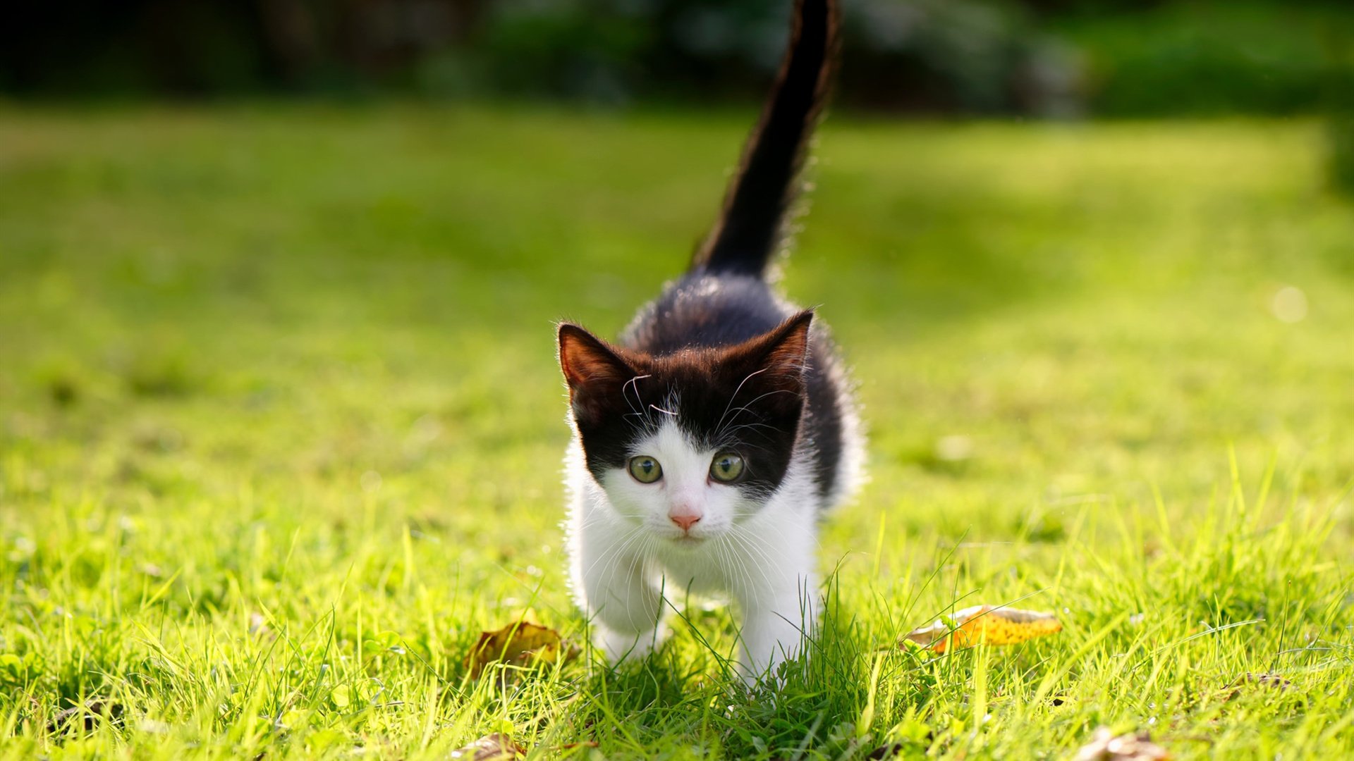 赫尔辛基主场失利,逆风而行需要努力,赫尔辛基对hifk足球