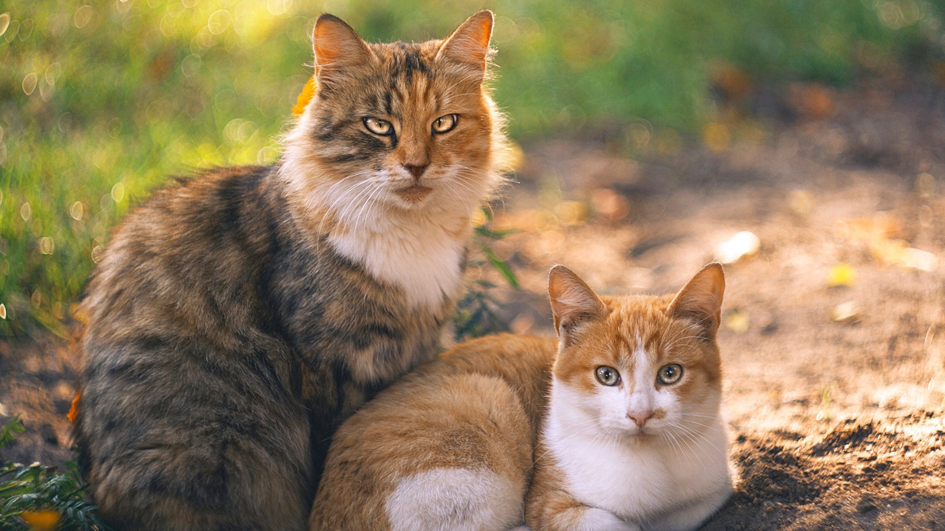 中国足球防守阵型压缩效果评分,足球防守排名