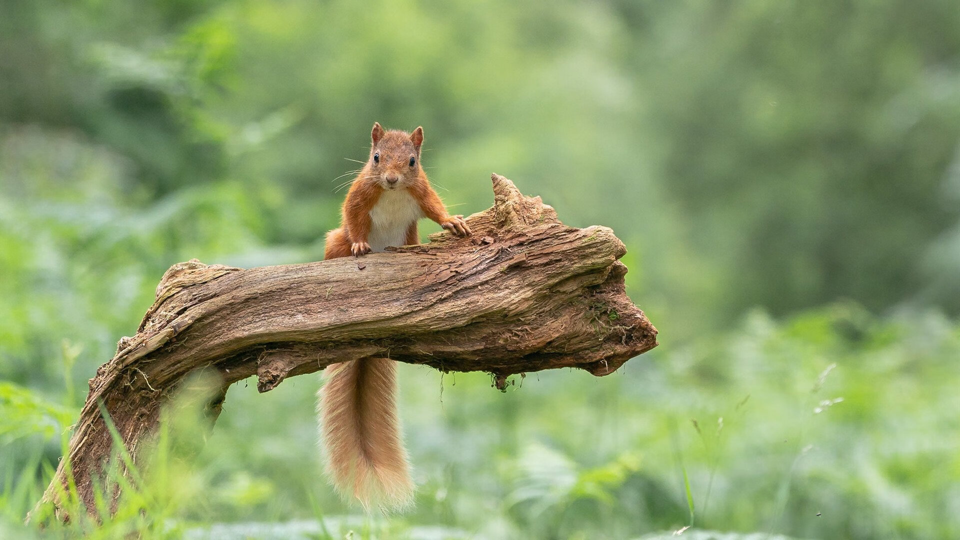 中国香港队未来能否借助新兴年轻球员冲击世界乒乓强队,香港乒乓球队实力