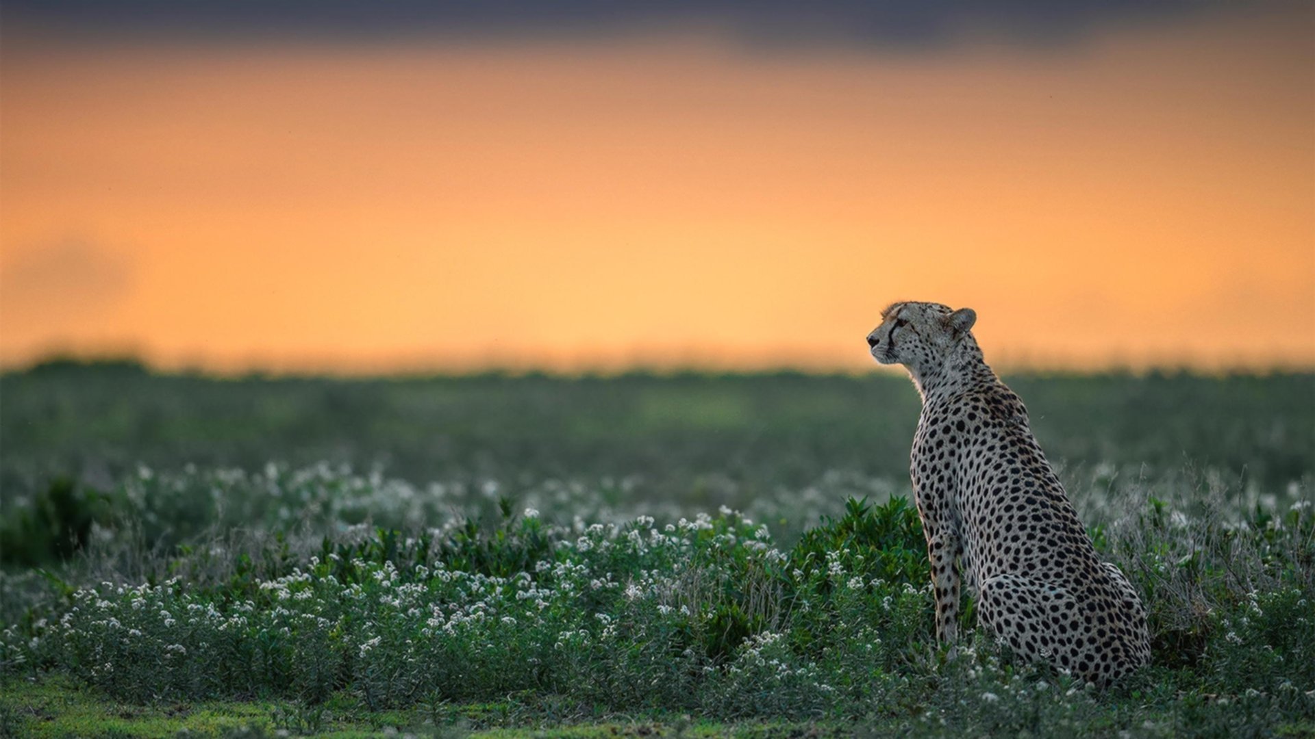拜仁边锋速度制胜,多次突破,拜仁边路