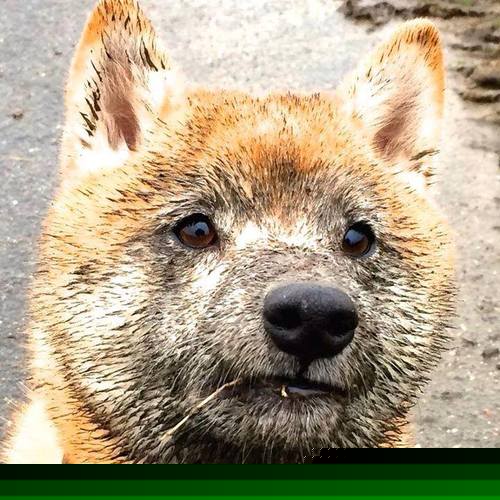 拜仁计划优化高压后段体能分配机制