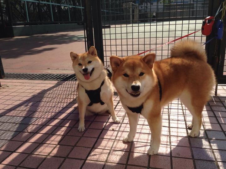 新加坡队在国际乒联混合团体世界杯中的强大心理素质与战斗力，新加坡 乒乓