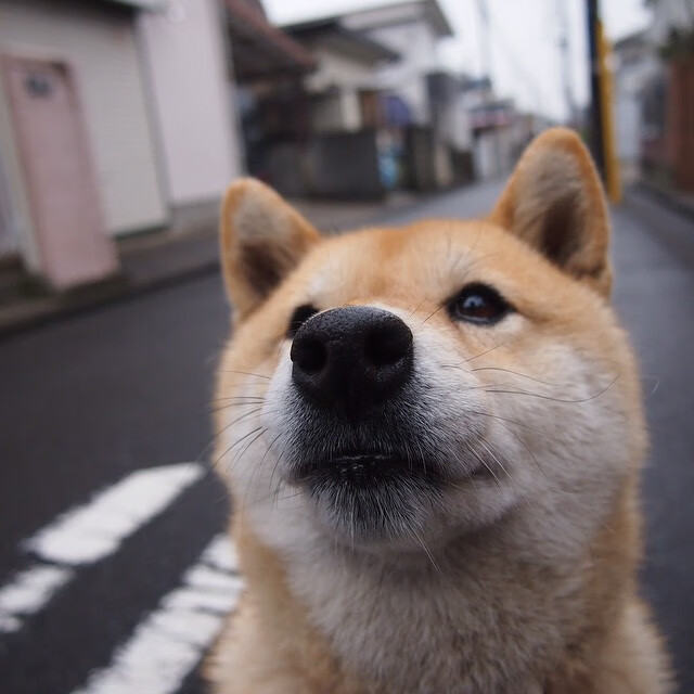 奇库诺娃赛后分享逆境奋战心路历程，奇诺岗跟库卡蒙格牧场怎么样