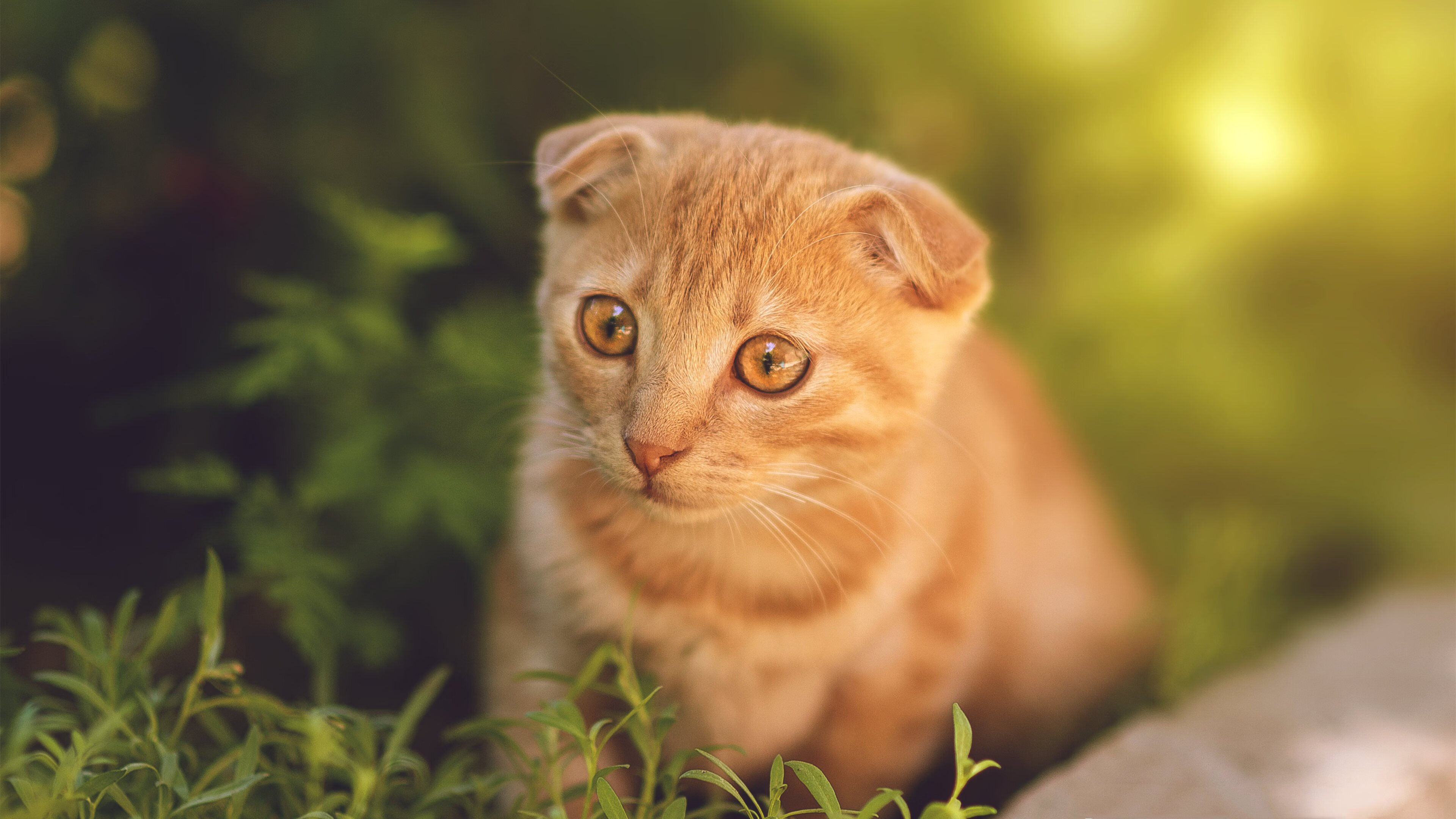 法甲新星崛起:未来领军人!,法甲新赛季前瞻