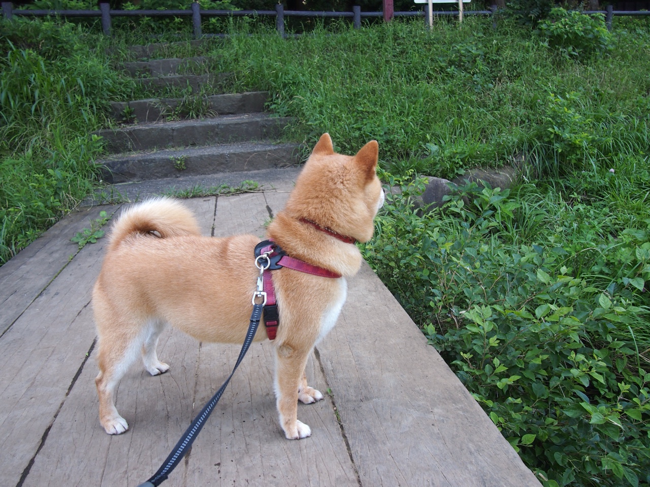 米切尔指出节奏控制对球队影响极大，米切尔的伤势